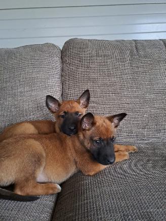 Alle  Megelseherder x duitse herder pups picture 7