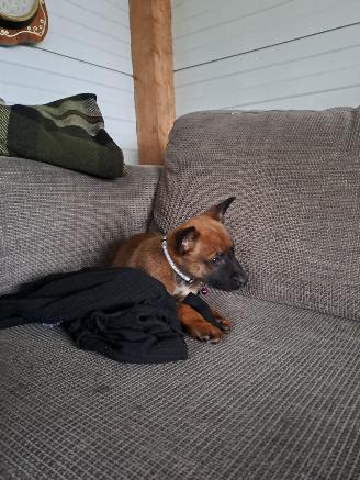 Alle  Megelseherder x duitse herder pups picture 8