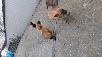 Alle  Megelseherder x duitse herder pups picture 19