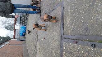 Alle  Megelseherder x duitse herder pups picture 20