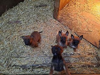 Alle  Megelseherder x duitse herder pups picture 10