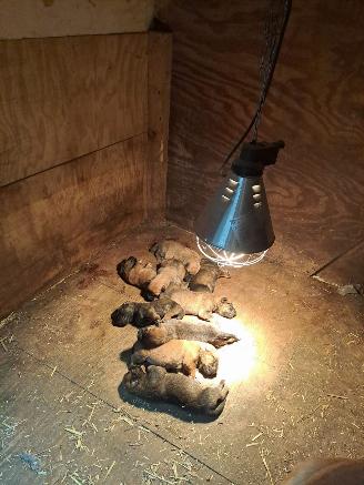 Alle  Mechelse herder  de laatste  aanbieding picture 2